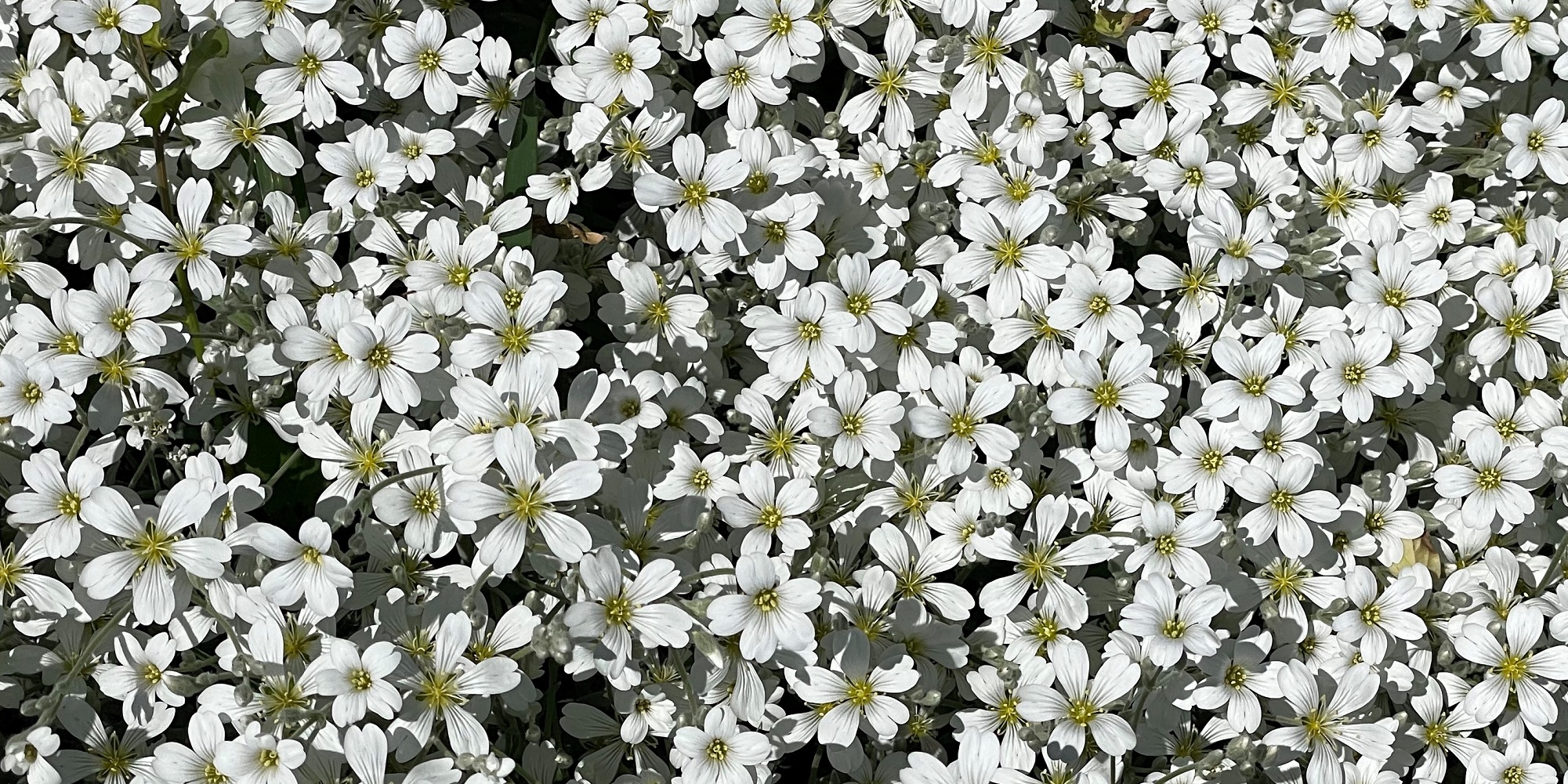 Lophora White flowers